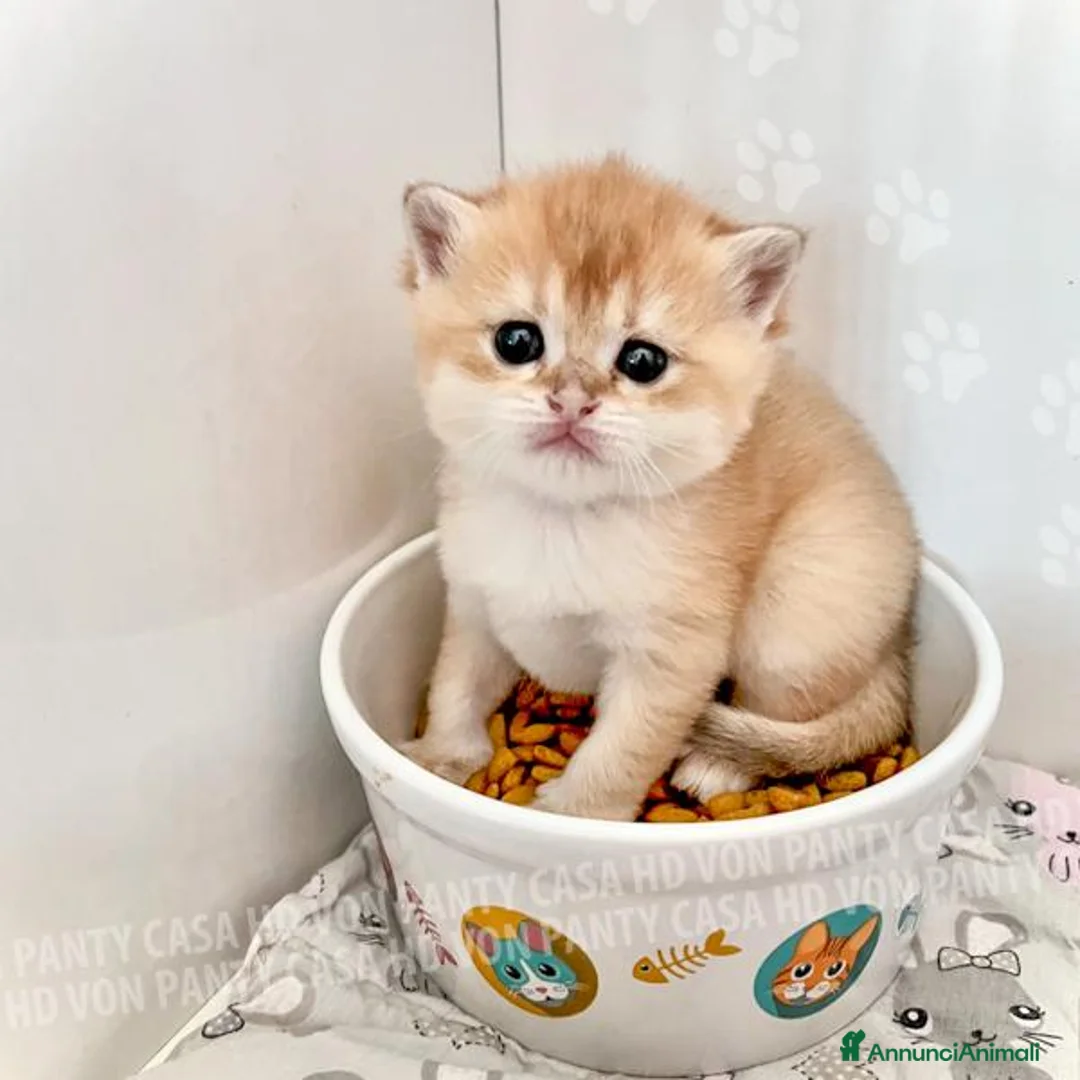 British gatti in vendita: Cuccioli di Brisith Shorthair con Pedigree - Annuncio 33