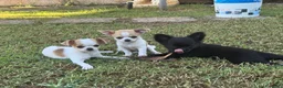 Chihuahua cani in vendita: Cuccioli chihuahua con pedigree Enci - Annuncio 2