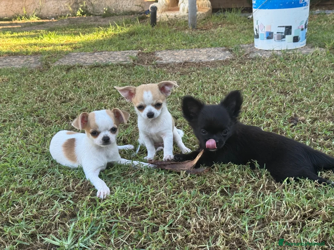 Chihuahua cani in vendita: Cuccioli chihuahua con pedigree Enci - Annuncio 2