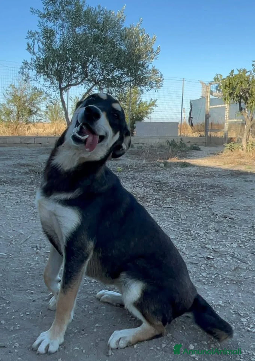 Meticcio cani in regalo: Tiana - Annuncio 3