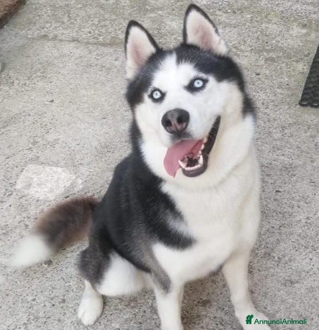 Husky cani BEN MERAVIGLIOSO HUSKY  - Annuncio 2