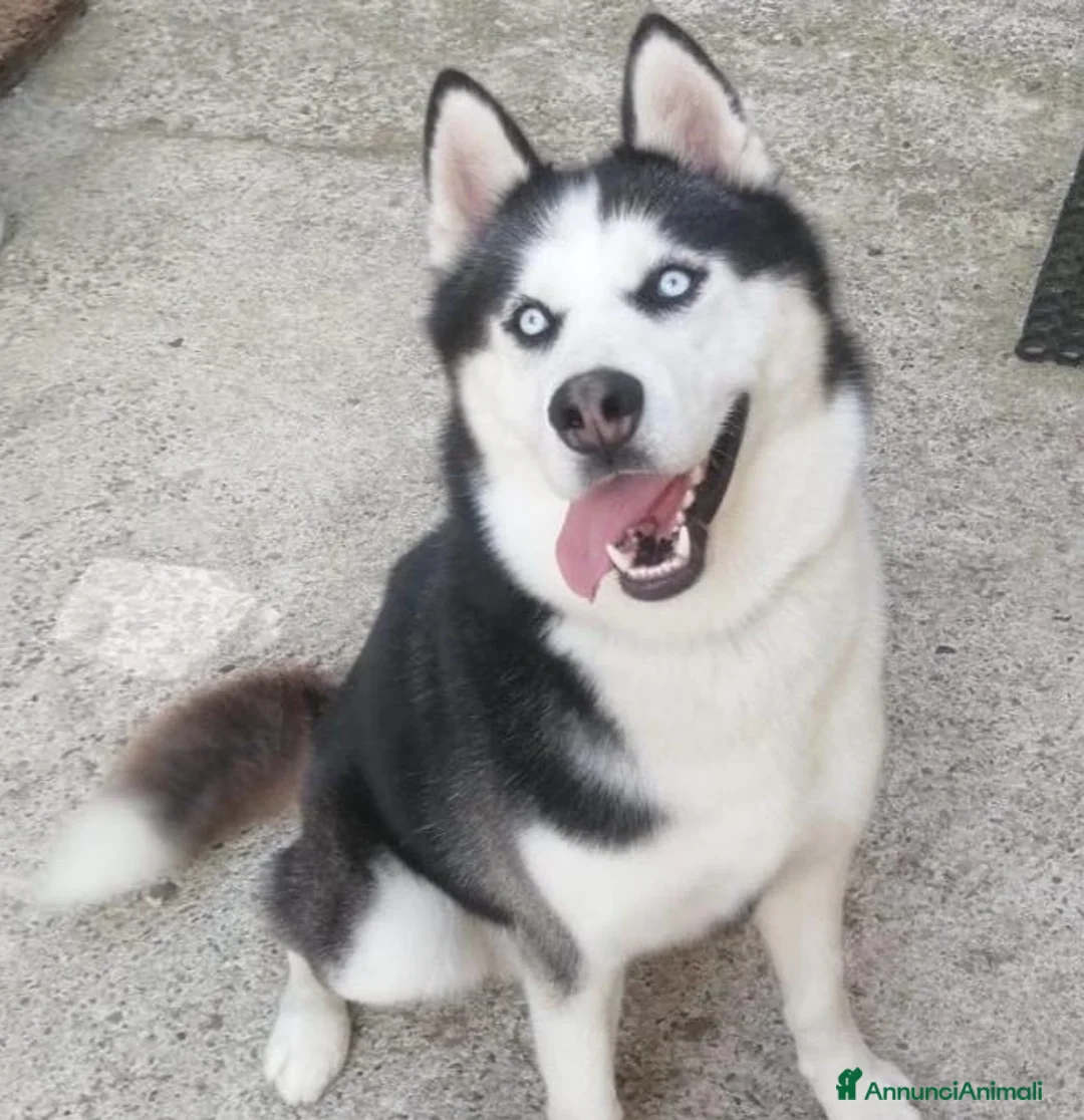 Husky cani in regalo: BEN MERAVIGLIOSO HUSKY  - Annuncio 2