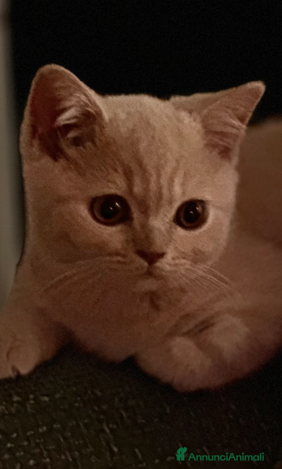 Immagine della galleria {{count}}