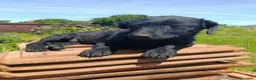 Meticcio cani in regalo: MIA, cucciola di TG MEDIO-PICCOLA super peperina! - Annuncio 5
