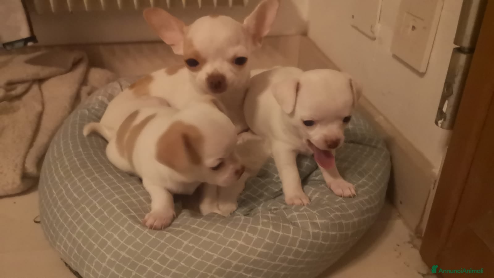 Chihuahua cani Inaugurato vendita chihuahua mini toy - Annuncio 1