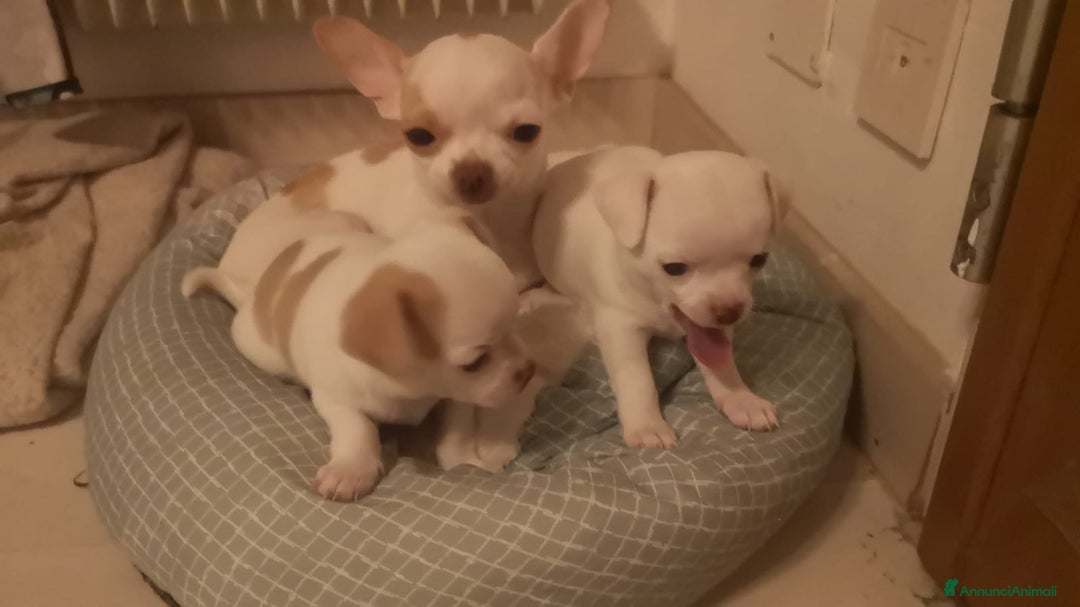 Chihuahua cani in vendita: Inaugurato vendita chihuahua mini toy - Annuncio 1