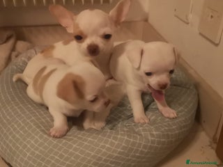 Chihuahua cani Inaugurato vendita chihuahua mini toy - Annuncio 1