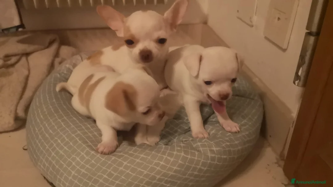 Chihuahua cani in vendita: Inaugurato vendita chihuahua mini toy - Annuncio 1