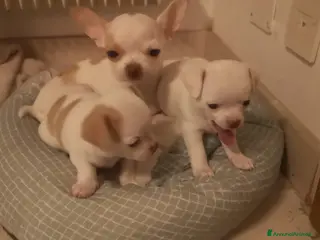 Chihuahua cani Inaugurato vendita chihuahua mini toy - Annuncio 19