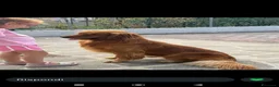 Golden Retriever cani in vendita: Golden retriever con pedigree ENCI  - Annuncio 11