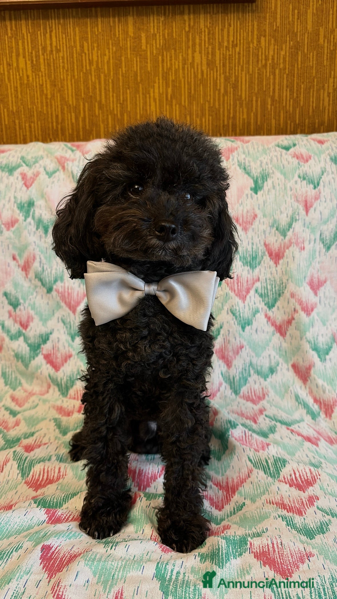 Barboncino Toy cani Cerco Fidanzata - Annuncio 1