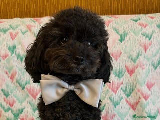 Barboncino Toy cani Cerco Fidanzata - Annuncio 1