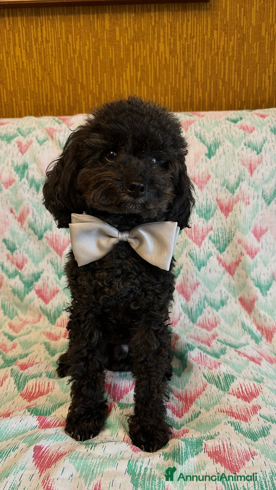 Barboncino Toy cani per accoppiamento: Cerco Fidanzata - Annuncio 1