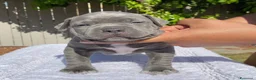 Pitbull cani in regalo: Cuccioli di American Pitbull  - Annuncio 3