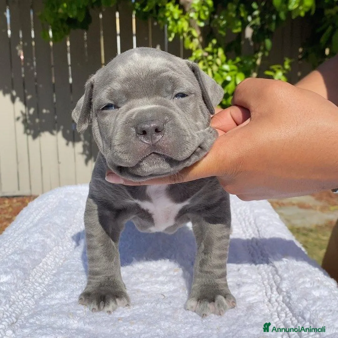 Pitbull cani in regalo: Cuccioli di American Pitbull  - Annuncio 3