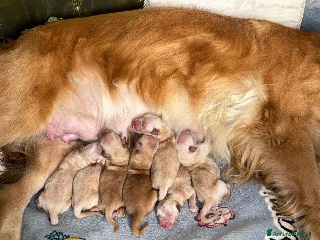Golden Retriever cani in vendita: Golden Retriever - Americani 100% - Annuncio 6