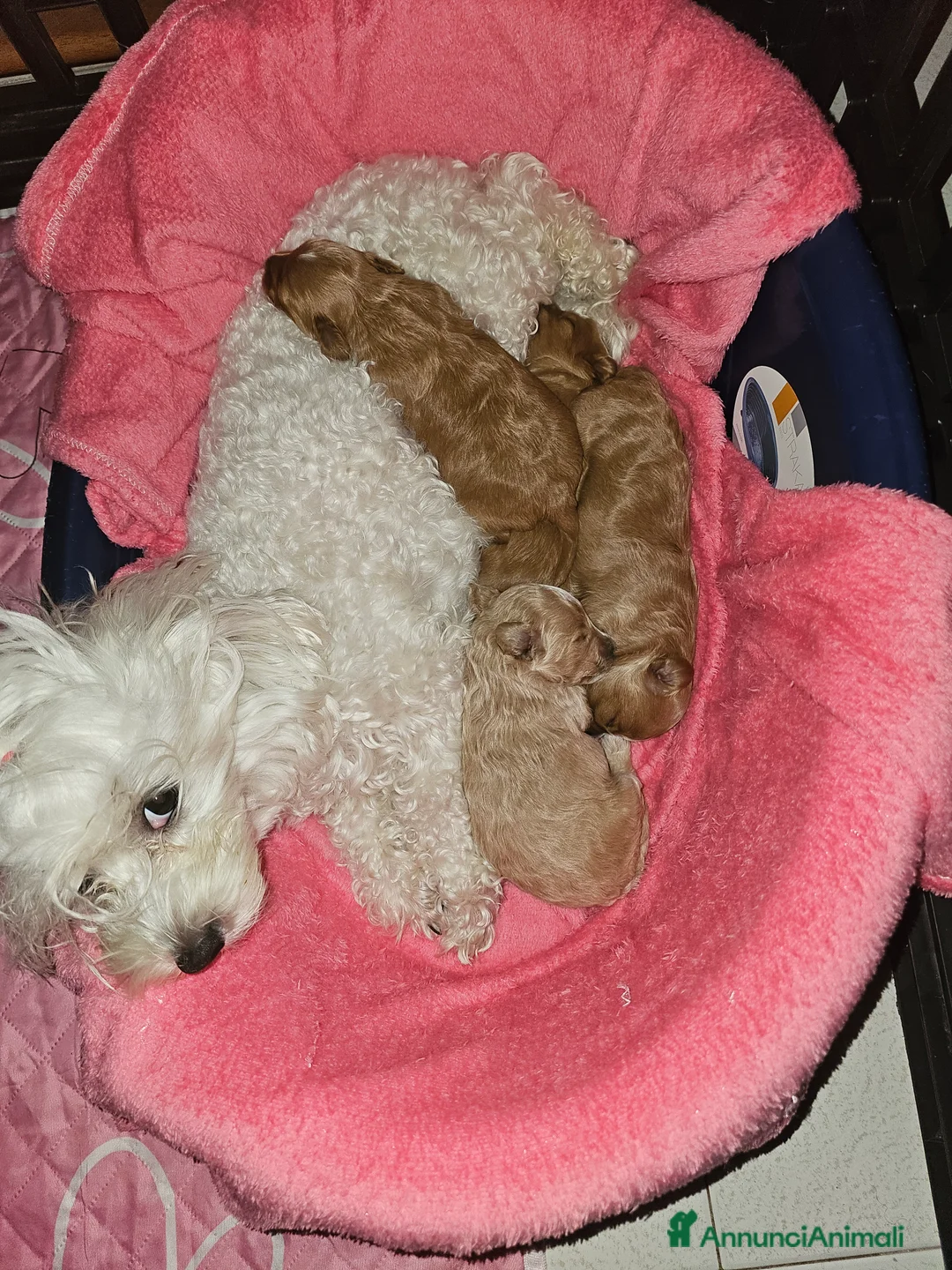 Maltipoo cani in vendita: Cucciola maltipoo toy red  a Città Metropolitana di Napoli - Annuncio 2