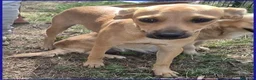 Meticcio cani in regalo: Dolce BUCCUNOTTO sogna una famiglia - Annuncio 3