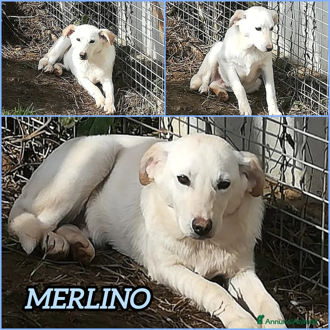 Meticcio cani in regalo: MERLINO ASPETTA UNA MAMMA - Annuncio 2