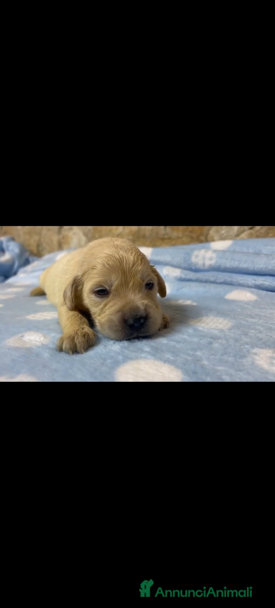 Golden Retriever cani cucciolo maschio crema di golden retriever 5 mesi - Annuncio 2