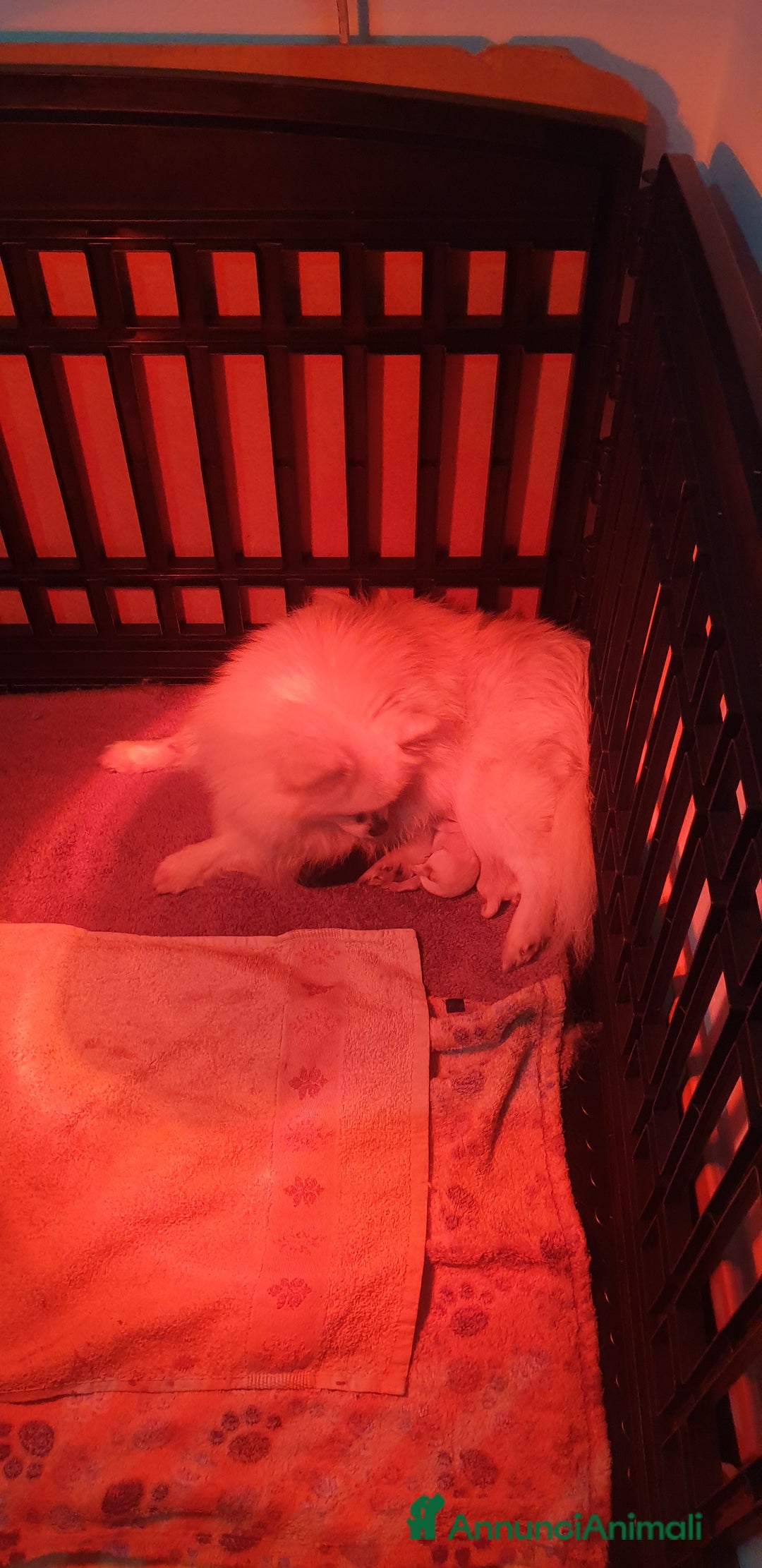 Volpino Pomerania cani in vendita: Pomerania nani  - Annuncio 8