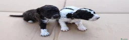 Lagotto cani in vendita: Lagotto Romagnolo con Pedigree - Annuncio 8
