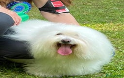 Coton de Tulear cani per accoppiamento: Coton de Tulear maschio per accoppiamento  a Città metropolitana di Milano - Immagine 2