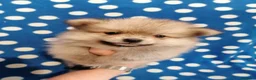 Volpino Pomerania cani in vendita: Volpino nano cuccioli - Annuncio 2