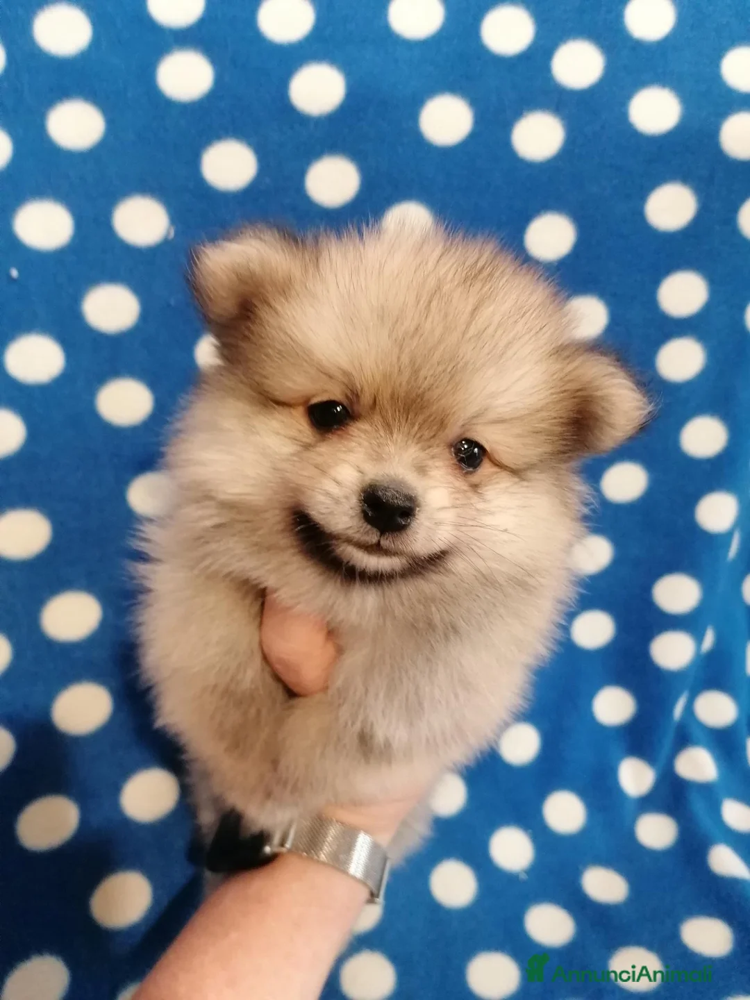 Volpino Pomerania cani in vendita: Volpino nano cuccioli - Annuncio 2