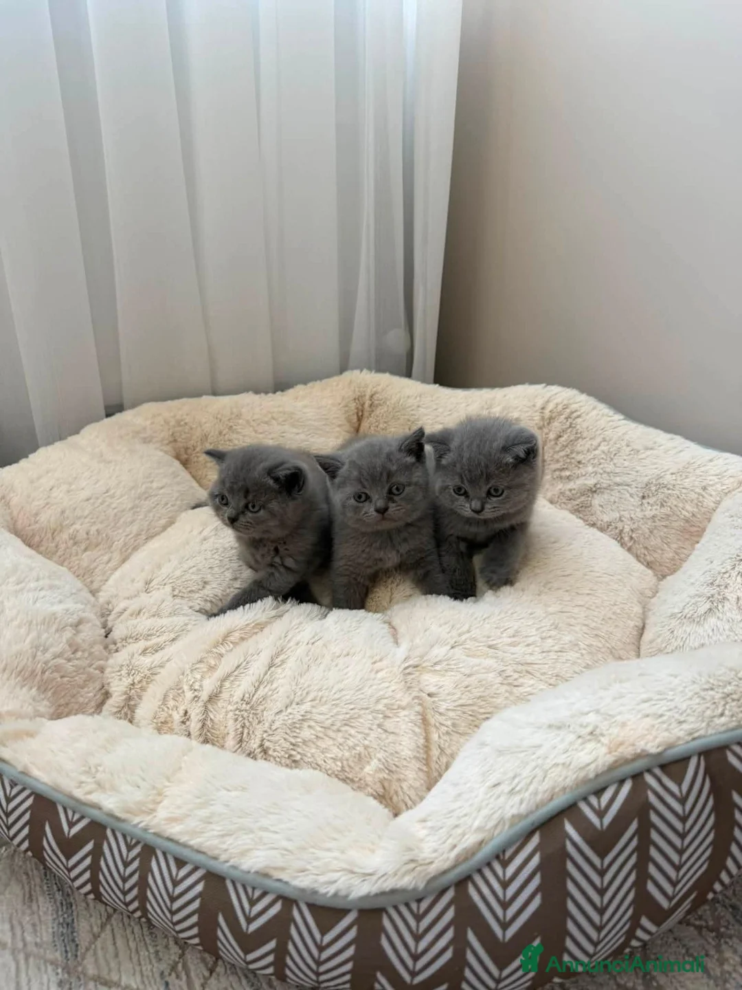 British gatti in vendita: In prenotazione British shorhair  - Annuncio 2