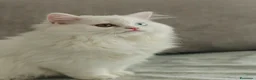Scottish gatti in vendita: Gattine highland straight - Annuncio 5