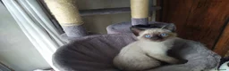 Siamese gatti in vendita: Gattini Siamesi thai - Annuncio 4