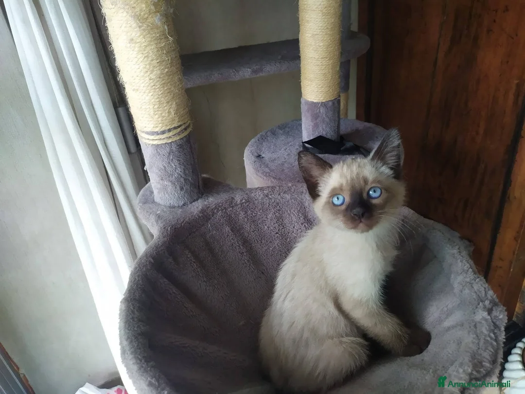 Siamese gatti in vendita: Gattini Siamesi thai - Annuncio 4