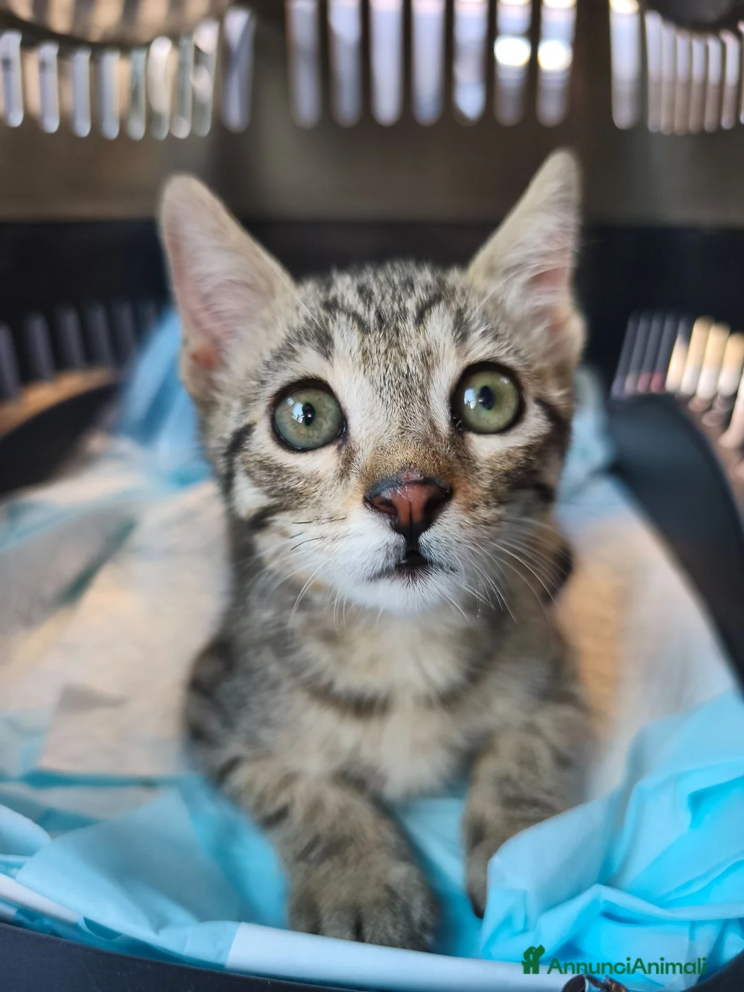 Meticcio gatti in regalo: Giulius il bello - Annuncio 1