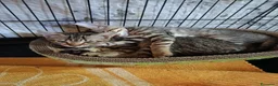 Europeo gatti in regalo: Si affidano per adozione consapevole - Annuncio 3