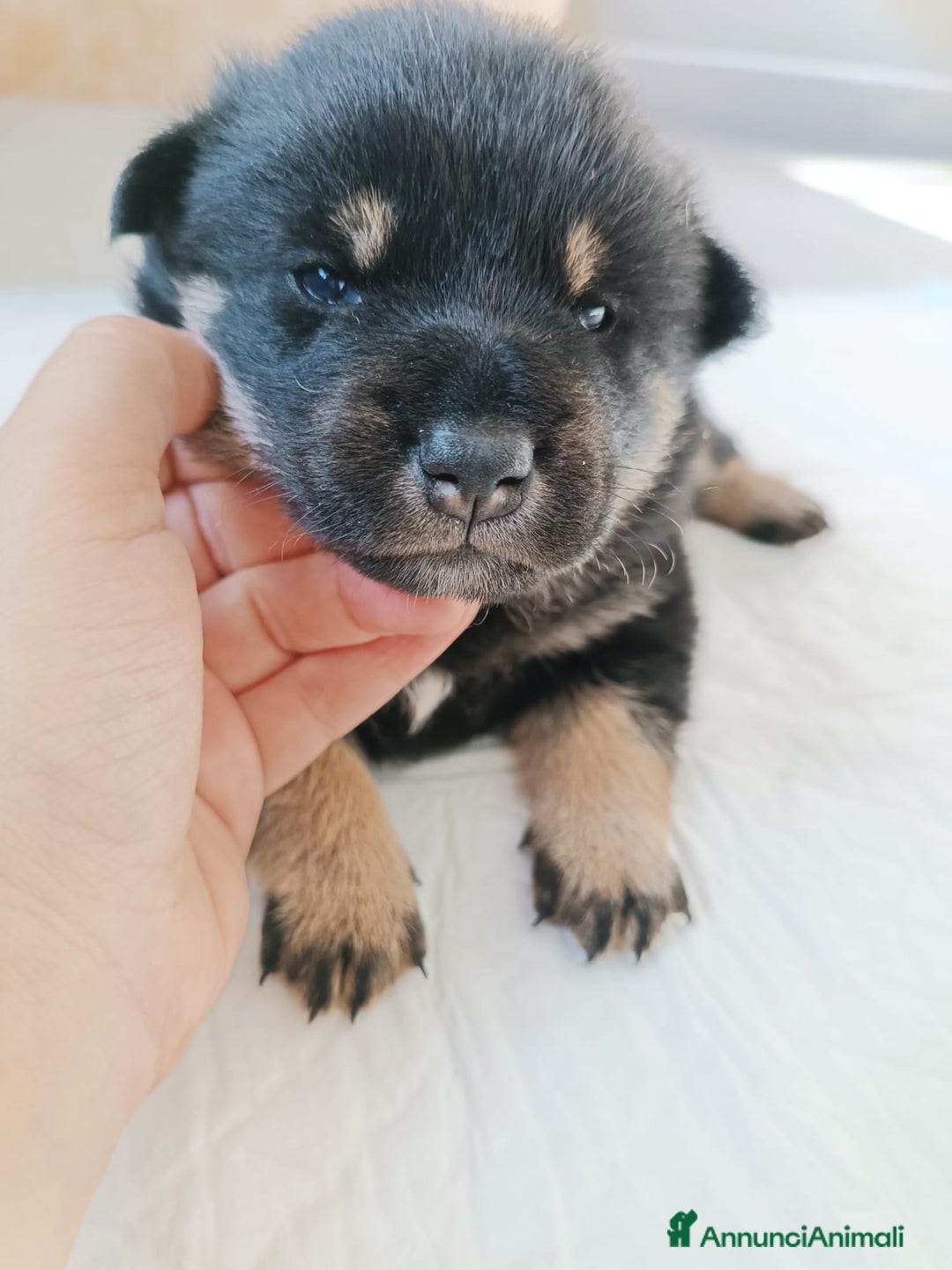 Shiba Inu cani in vendita: Cuccioli di Shiba Inu - Annuncio 10