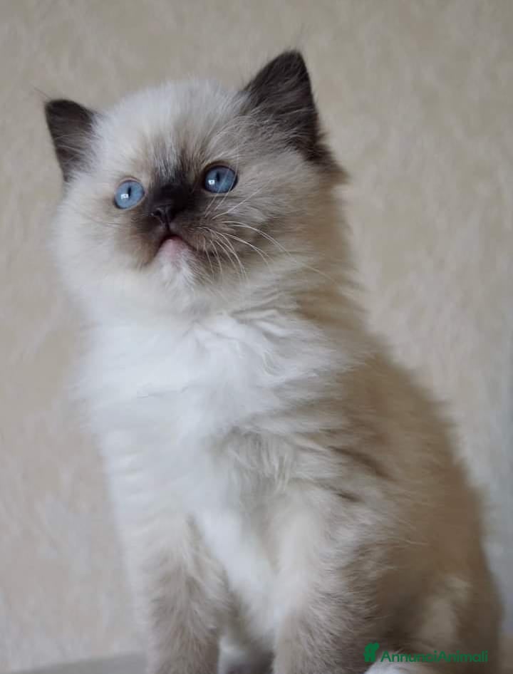Ragdoll gatti Cuccioli di ragdoll - Annuncio 3