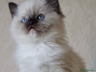 Ragdoll gatti Cuccioli di ragdoll - Annuncio 3