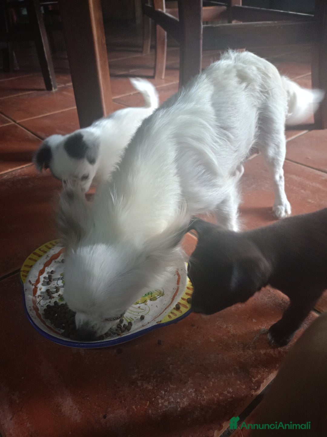Chihuahua cani in vendita: Cucciola di chihuahua  a Città metropolitana di Roma Capitale - Immagine 4