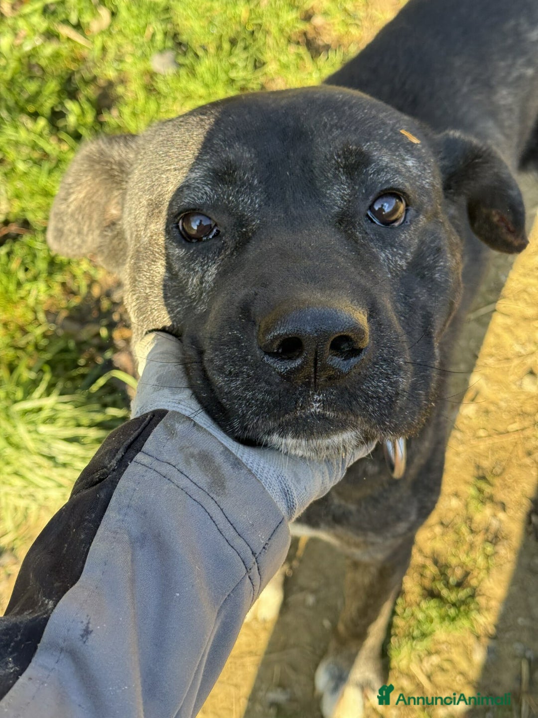 Meticcio cani in regalo: HERCULES, molosso dalla bontà unica! - Annuncio 11