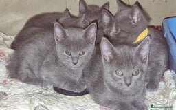 Certosino gatti in vendita: Cuccioli Certosini disponibili a Città Metropolitana di Firenze - Immagine 6