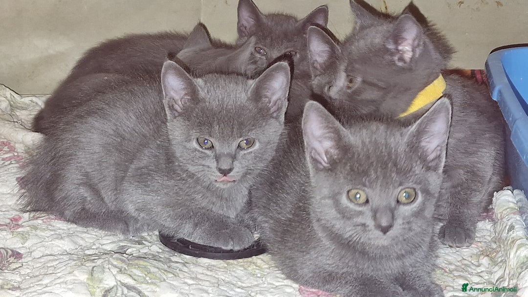Certosino gatti in vendita: Cuccioli Certosini disponibili a Città Metropolitana di Firenze - Immagine 6