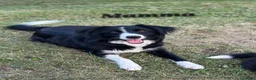 Border Collie cani in vendita: Cuccioli Border collie femmine - Annuncio 2