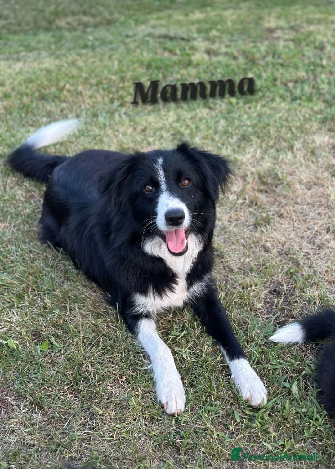 Border Collie cani in vendita: Cuccioli Border collie femmine - Annuncio 2