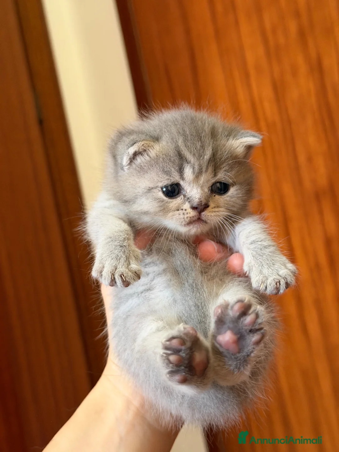 Scottish gatti in vendita: Cuccioli Scottish Fold e Straight - Annuncio 2