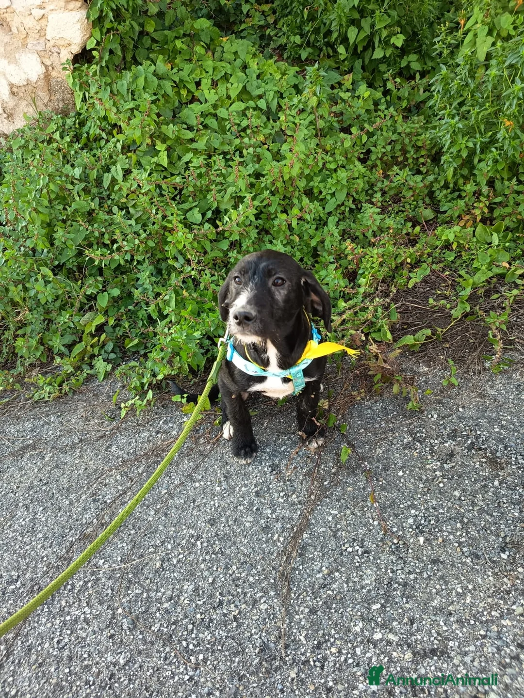 Meticcio cani in regalo: UNA MAMMA PER LUNA - Annuncio 3