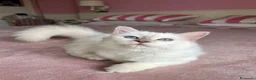 Sacro di Birmania gatti in vendita: Gattina sacro di Birmania a Città metropolitana di Milano - Annuncio 5