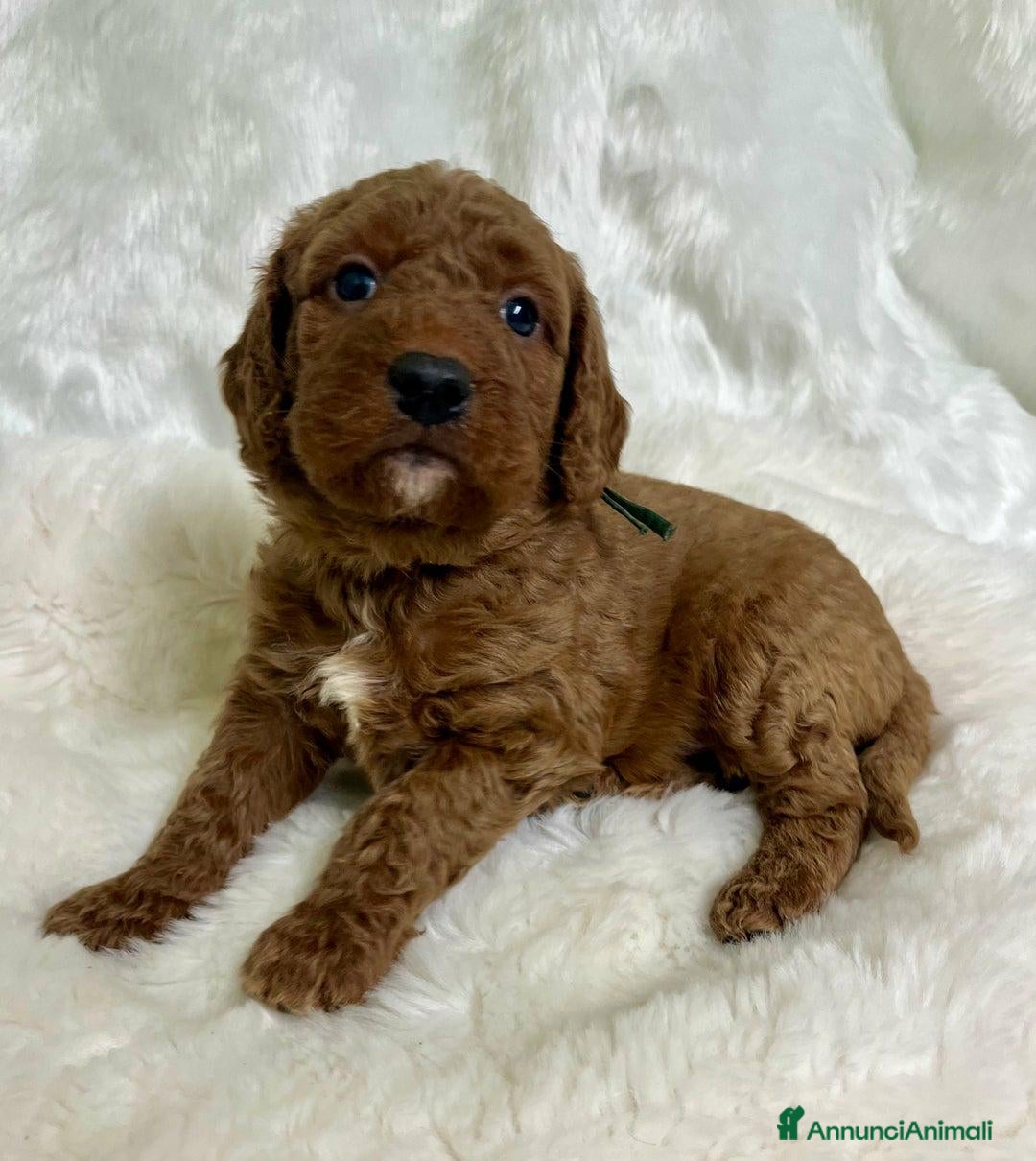 Golden Retriever cani in vendita: Australian Golden DoubleDoodle - Annuncio 5