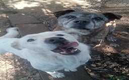 Labrador cani in regalo: HEIDE, candida e dolce creatura a Città metropolitana di Roma Capitale - Immagine 6