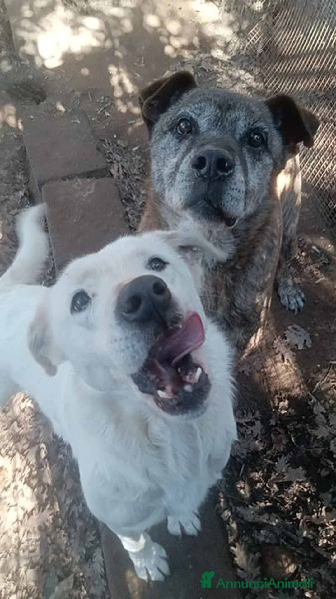 Labrador cani in regalo: HEIDE, candida e dolce creatura a Città metropolitana di Roma Capitale - Annuncio 6
